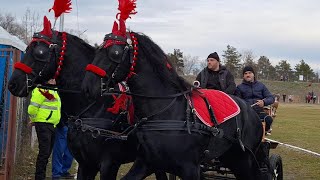 BOBOTEAZA 2024 LA FETESTI JUDETUL IALOMITA  DEFILARE CAI SI ATELAJE  FULL VIDEO [upl. by Fisken]