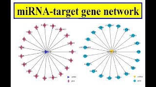 miRNA target gene network [upl. by Nmutua]