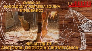 RELACIÓN DE ANATOMÍA FISIOLOGÍA Y BIOMECÁNICA en el Curso de Podología y Herrería Equina [upl. by Nobel]