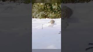 Cat 🐈😺 try to catch rabbit 🐇🐰 subscribe animals viralshort weare1kfamily 1kfamily [upl. by Kerin748]