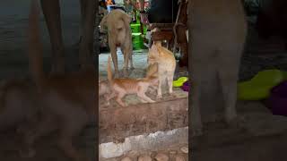 Cats and dog 22 May 2024 Cebu island PH [upl. by Doscher498]