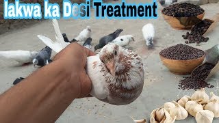 How to Care Pigeons Paralysis  Lakwa ka Desi Ilaj  lakwa thik kaise kare  Hindi Urdu [upl. by Dressler]