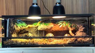 Setting Up Leopard Pardalis Tortoise Terrarium Enclosure DIY Handcrafting Decoration Background [upl. by Edelman]