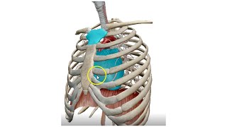 The Mediastinum 3D  Dr Ahmed Farid [upl. by Ennavoj]