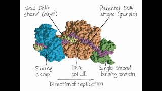 Chromosome Replication [upl. by Jobyna594]