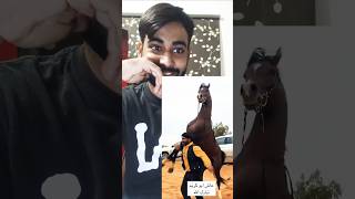 Horse 🐎 ka piyar Dekh ne Wala hai🔥youtubeshorts trending trendingshorts video viralvideo horse [upl. by Cassandry]