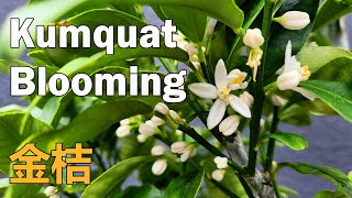 Just 4 Months After Grafting My Kumquat Tree Is Blooming  Grafted Fruit Tree  Kumquat Flowering 金桔 [upl. by Airottiv]