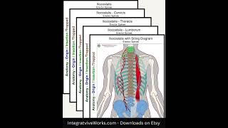 Iliocostalis  Anatomy Perspective [upl. by Levram]