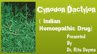 Cynodon Dactylon  Indian Homoepathic Drug [upl. by Ityak]