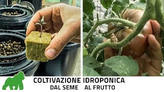 Come coltivare in idroponica ciclo completo dalla germinazione alla raccolta TUTORIAL [upl. by Yoko]