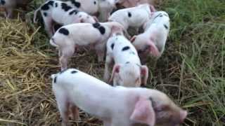 Gloucester Old Spot piglets at Green Gate Farm [upl. by Aikat356]