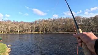 Spring Salmon fishing on the River Spey at Tulchan second visit day2 [upl. by Carrick545]