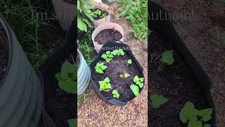 Fall planting in progress Im so excited gardenaddict homegardening vegetablegardening garden [upl. by Attenauqa839]