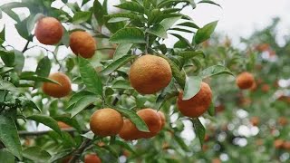 Tangerine Tree Stock Video [upl. by Antonella]