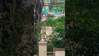 Auto Rickshaw and Car Hides Behind Trees 🛺 shorts auto rickshaw [upl. by Eyr20]