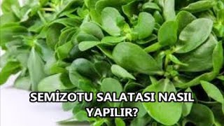 Semizotu Salatası Nasıl Yapılır  ŞİFA DEPOSU ‼️ yoğurtlu💯💯👍🏻Mineninmutfag [upl. by Lisandra813]