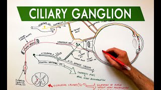 Ciliary Ganglion  Autonomic control of the eye  Anatomy Tutorial [upl. by Bergh]