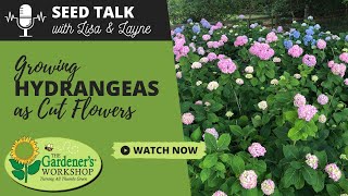 Seed Talk 93  Growing Hydrangeas as Cut Flowers [upl. by Yelram]