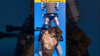 Meat 🍖 under microscope 🔬॥shorts microscope facts meat [upl. by Nnylakcaj]