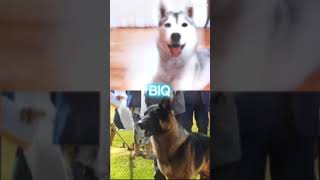 skaya siberian vs German Shepherd ft SkayaSiberian ￼ [upl. by Mohn]