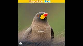 Oxpecker Doctor Bird 😳  HistoryHub shorts [upl. by Aneger685]