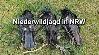 Niederwildjagd in NordrheinWestfalen [upl. by Ahsile]