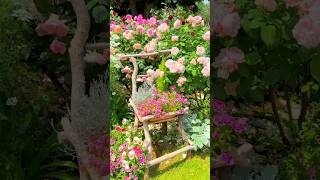 BEAUTIFUL pink rose gardenpink roseroserosegardenroseflowerpinkroseshortsflowergardenflower [upl. by Eignav332]