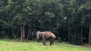 Ormanjhi zoo Ranchi [upl. by Cairns]