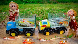 Baby monkey driving to catch koi fish goldfish baby turtle carp baby shark cute angelfish [upl. by Towrey]