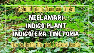 Neelamariനീലയമരി  The Indigo plant Indigofera Tinctoria  How to identify this plant [upl. by Euqimod392]