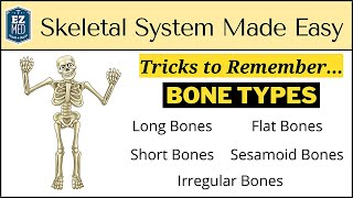 Skeletal System Types of Bones in Under 10 Minutes Anatomy Physiology Human Body [upl. by Alaine]