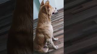 Kitna bhola banker betha haiviralvideo dog doglover cute shortvideo [upl. by Coad]