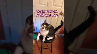 How to teach your cat to be calm during dinner time smartcats catsafety catification fyp cat [upl. by Aniri]