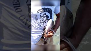 Snapper Fish Fishing in River fishing fishcatching fishingislife fishingvideo [upl. by Pomfrey]