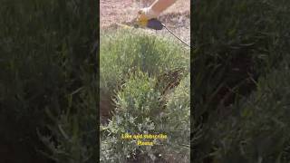 Angle grinder hack anglegrinder hack garden [upl. by Anialahs]