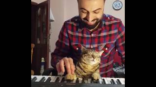 Pianist Cat ☺🎹 [upl. by Nhoj]