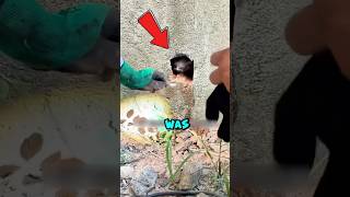 Can rescuing a cat that fell into a crevice be successful🙀shorts rescue cat kitten catrescue [upl. by Noivax]