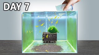 Shrimp Tank Setup in 7 Days Would it work [upl. by Phyllida]