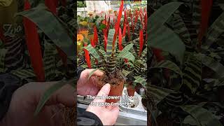 The flaming sword plant  vriesea splendens [upl. by Peh]