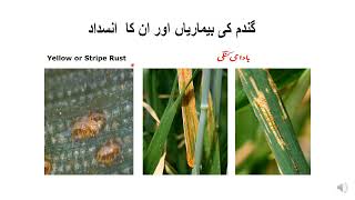 Wheat Diseases and Control گندم کی بیماریاں اور ان کا کنٹرول [upl. by Candyce]