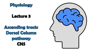 Ascending tracts 1  Dorsal column pathway  Physiology  CNS module  Adham Saleh [upl. by Baoj]