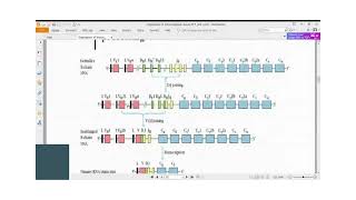 Immunology Lecture Series 36 Recombination in antibody genes [upl. by Cordy]