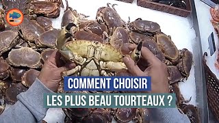 Comment choisir les tourteaux  Mâle ou Femelle [upl. by Rois]