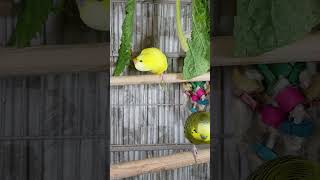 Cute Parakeets Singing Talking Kissing and Eating Veggies shorts Cute Budgies Chirping [upl. by Natsuj]