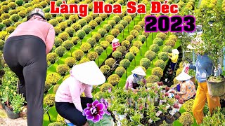 Làng Hoa Sa Đéc 2023 Cập Nhật Giá Hoa Phục vụ tết Nguyên Đán Quý Mão [upl. by Ais]