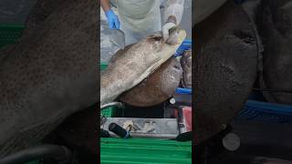 Giant grouper fillet fypシ゚viral fishfillet cuttingskils [upl. by Miehar]