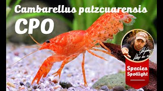 Cambarellus patzcuarensis quotorangequot CPO [upl. by Atsejam]