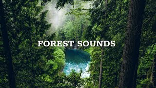 Forest Sounds  Relaxing Sound Of The Rainforest The Chirping Birds 24 Hours [upl. by Sudhir]