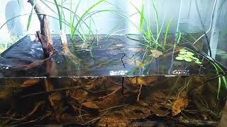 wild betta blackwater biotope [upl. by Innavoeg94]