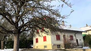 Les pommes rouges sont sur le pommier en novembre Switzerland village suisse nature travel [upl. by Ahteral869]